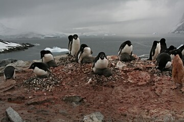 Fototapeta premium Nesting penguins Adeliae / Pygoscelis adeliae / with young penguins. Petermann island. The South Ocean. Antarctica.