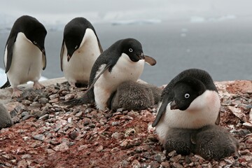 Nesting penguins Adeliae / Pygoscelis adeliae / with young penguins. Petermann island. The South Ocean. Antarctica.