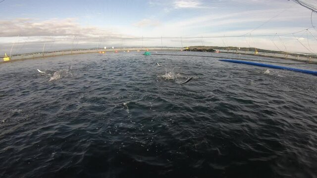 Salmon fish farm in Norway. Jumping fish.