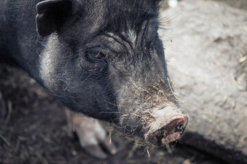 Wrinkled face of little black pig.