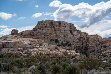 Joshua Tree