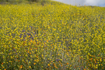 Fototapeta premium Flowers 