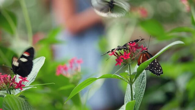 Close up footage of butterfly in garden environment with shallow depth of field.