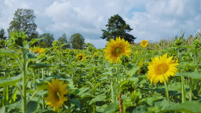 Large, cute and fluffy bumble bee collecting nectar from a yellow sun flower in a Swedish meadow surrounded by tons of other delicious sun flowers. Wide shot with camera dollying from right to left.