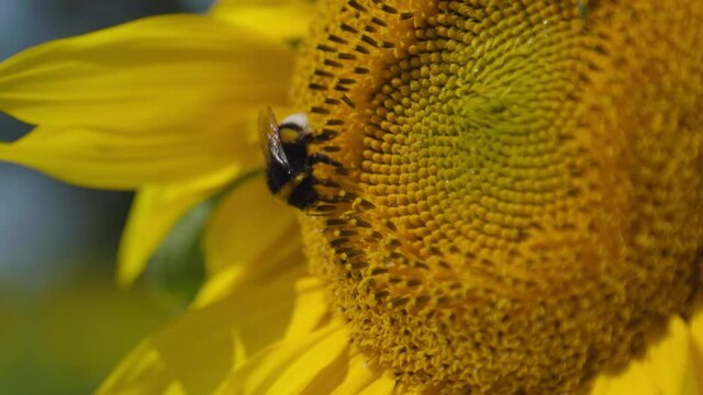 Large, cute and fluffy bumble bee collecting nectar from a yellow sun flower in a Swedish meadow surrounded by tons of other delicious sun flowers. Macro / close up shot in slowmotion.