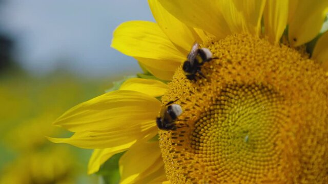 A cute and fluffy bumble bee couple collecting nectar together from a yellow sun flower in a Swedish meadow surrounded by tons of other delicious sun flowers. Macro / close up shot in slowmotion.