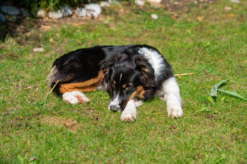 Nelly - Australian Shepherd Welpe genießt die Sonne im Garten