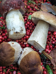 cranberry White mushroom collected in the forest with cranberries