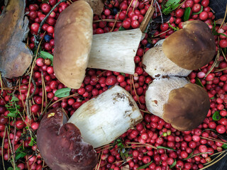 cranberry White mushroom collected in the forest with cranberries