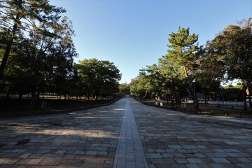 早朝の奈良公園