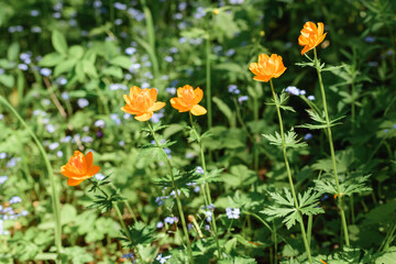Beautiful flowers blooming in spring day.