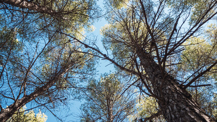 Pine forest in Cuenca
