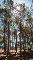 Fototapeta na wymiar Pine forest in Cuenca