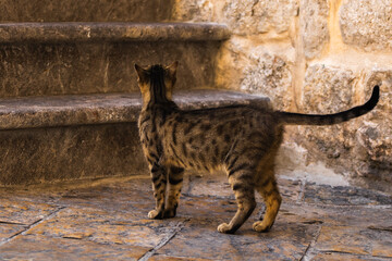 Curious beautiful full-length cat with a curled tail, the old European city of Kotor