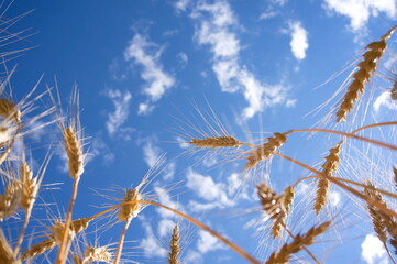 rye ears against the sky