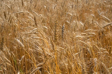 golden rye field as background