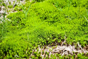 The small green plant on the field.