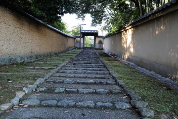 早朝の奈良公園