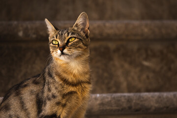 Portrait of a masterpiece cat from the old town of Kotor, Montenegro