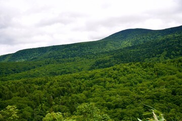 Obraz premium The view of a forest in the mountains.