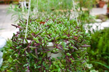 Close up the small plant on the white garden pot in Japan.