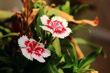 Dianthus  flower paid, Red and White, Closeup