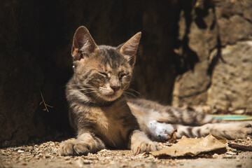 Fototapeta na wymiar Portrait of a kitten from the old town of Kotor, Montenegro