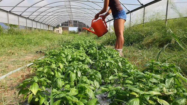 ragazza fa giardinaggio innaffiando le piante in serra con un innaffiattoio rosso