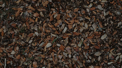 Background of autumn leaves and sticks