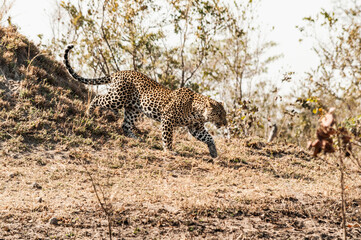 Leopard in Sabi Sand wildtuin