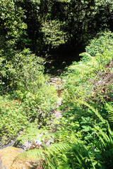 Un pequeño de rió en el medio de un bosque de arboles y plantas verdes 