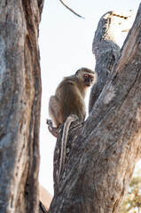 Small monkey on tree