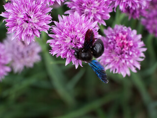 large black bumblebee with blue wings extracts nectar from purple flowers of salad onions. Insects pollinate plants