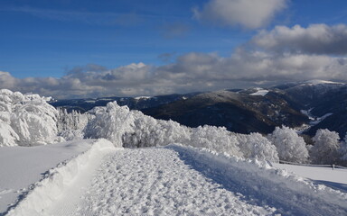 Schwarzwald im Winter