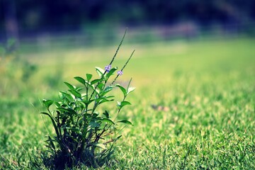 grass in the morning