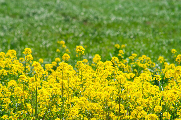 Obraz premium 菜の花