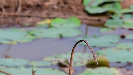 A small fast moving bird which is found almost everywhere in the world, most of the time flying around to catch some small insects. Challenging to photograph this bird and yet very fun to watch.