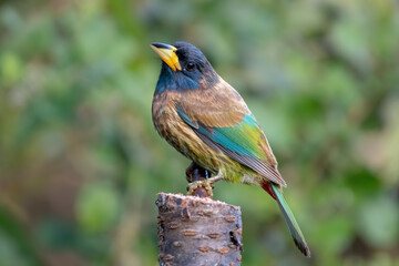 Great Barbet photographed in Sattal, India