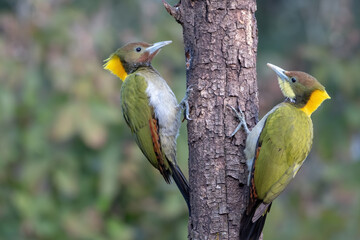 Greater Yellownape woodpeckers photographed in Sattal, India