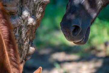 close up of a horse