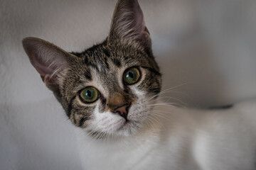 Gato blanco y atigrado en primer plano