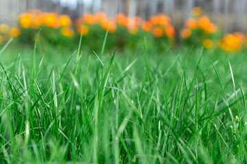 Green grass with flowers in the background. Blurred background. Blurred background with orange flowers