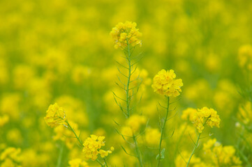 菜の花
