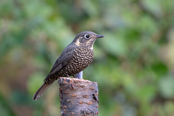 Female of Blue Rock Thrush photographed in Sattal, India