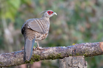 Female Kalij Pheasant photographed in Sattal, India