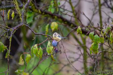 blue tit on a plum