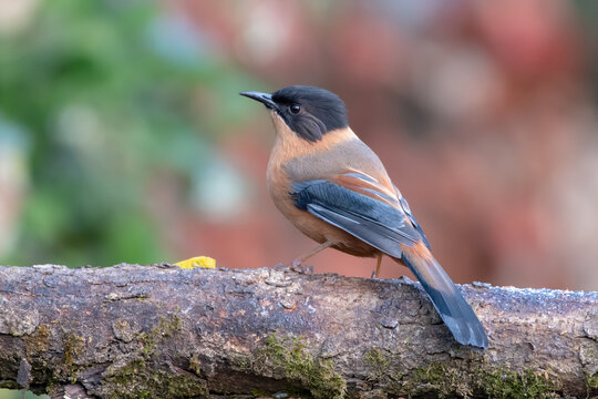 Rufous Sibia photographed in Sattal, India