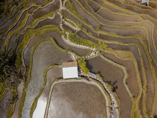 Terrazas de arroz Bali