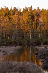 Fototapeta na wymiar sunlight in the pine forest