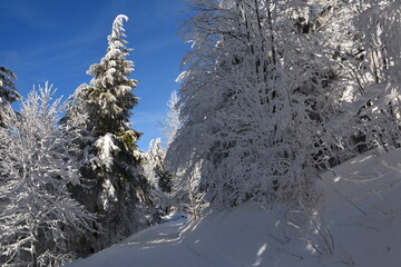 Winterwald